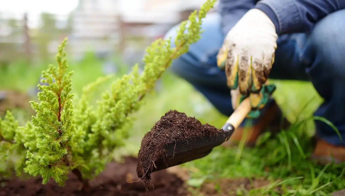 Hands planting a small green seedling in fresh soil.